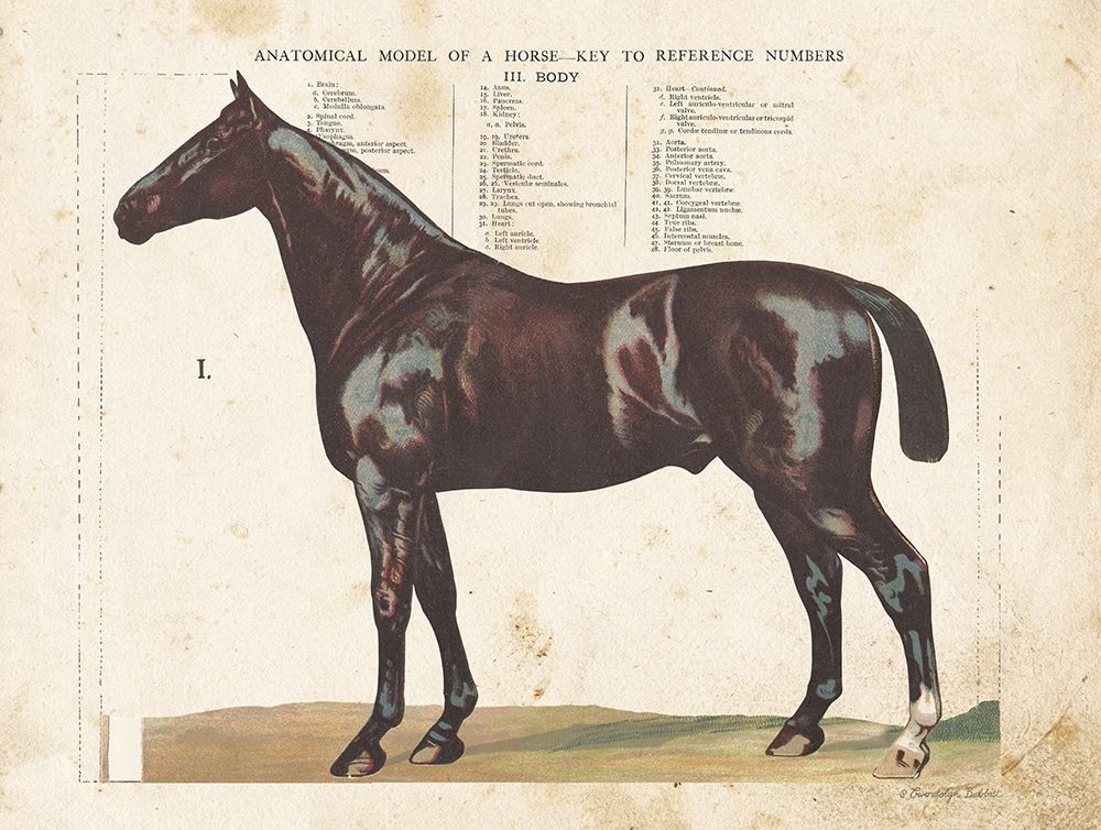Anatomical Model Horse art print by Gwendolyn Babbitt for $57.95 CAD
