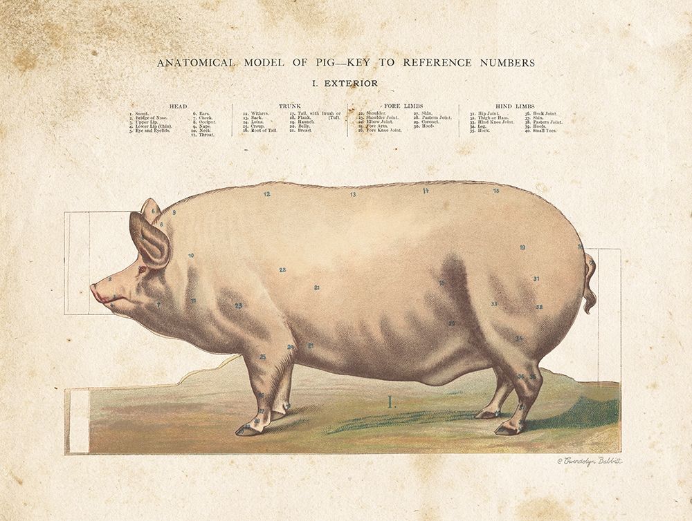 Anatomical Model Pig art print by Gwendolyn Babbitt for $57.95 CAD