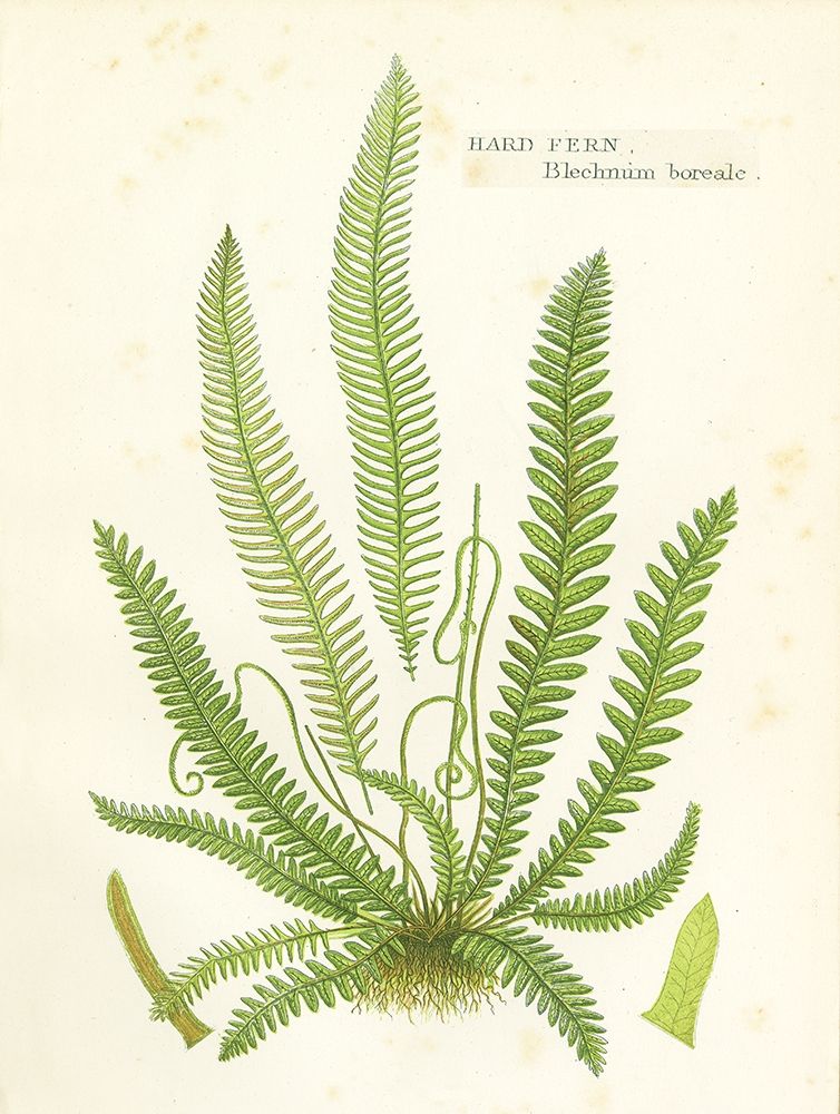 Fern I art print by Gwendolyn Babbitt for $57.95 CAD