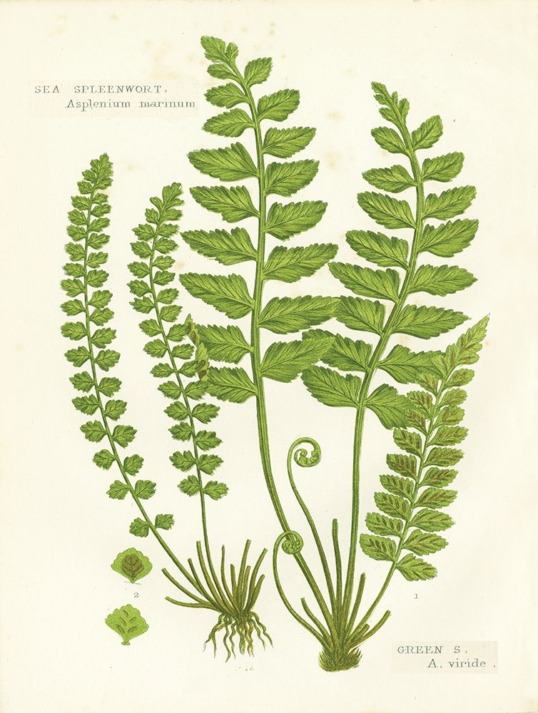 Fern II art print by Gwendolyn Babbitt for $57.95 CAD
