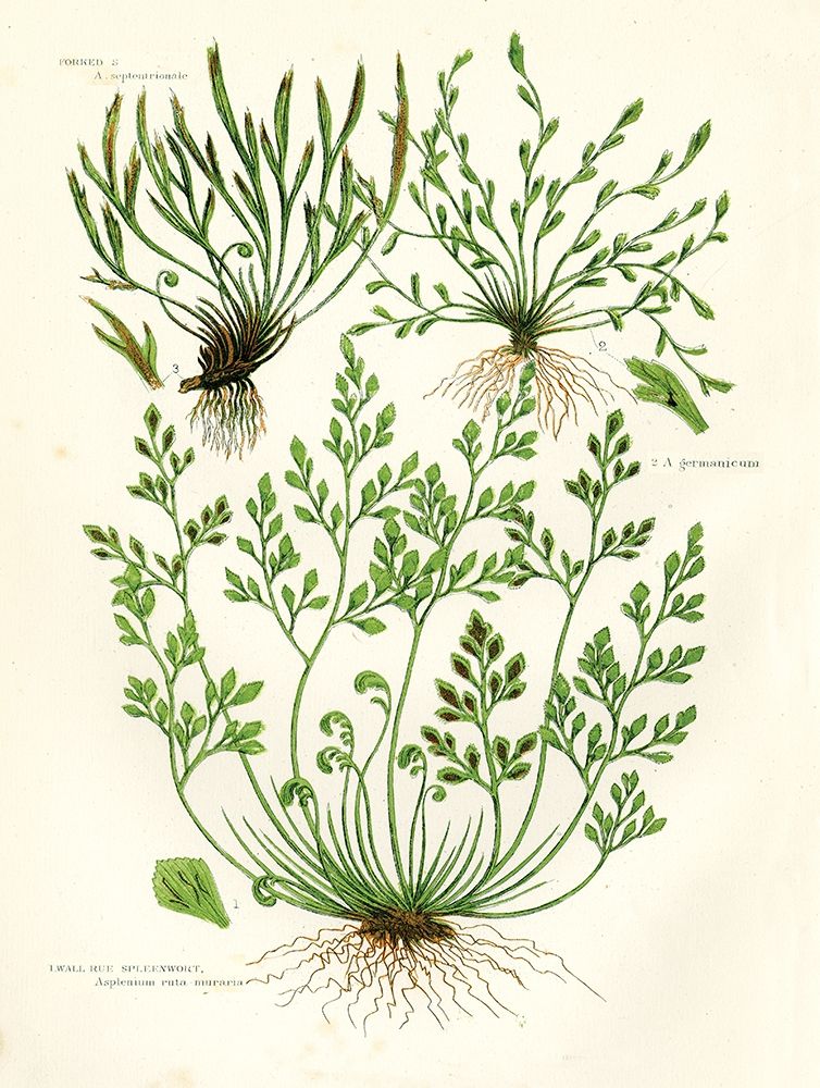 Fern III art print by Gwendolyn Babbitt for $57.95 CAD