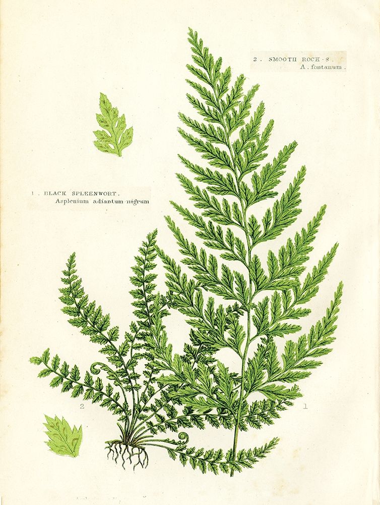 Fern IV art print by Gwendolyn Babbitt for $57.95 CAD