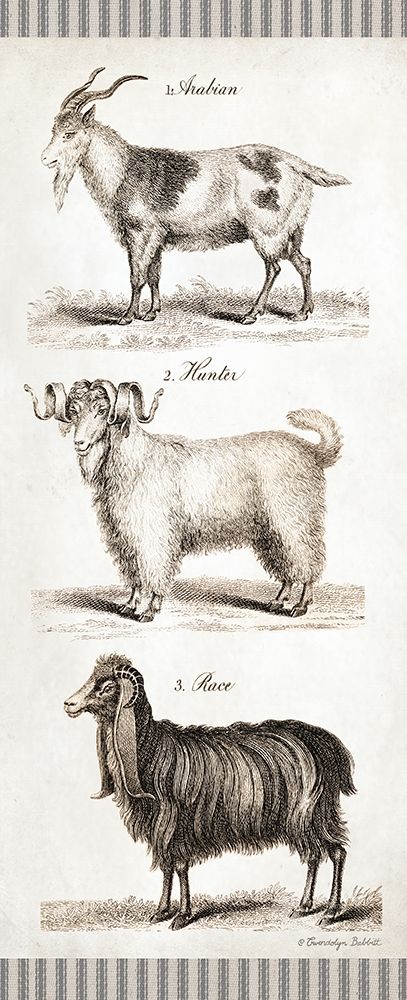 Goats art print by Gwendolyn Babbitt for $57.95 CAD