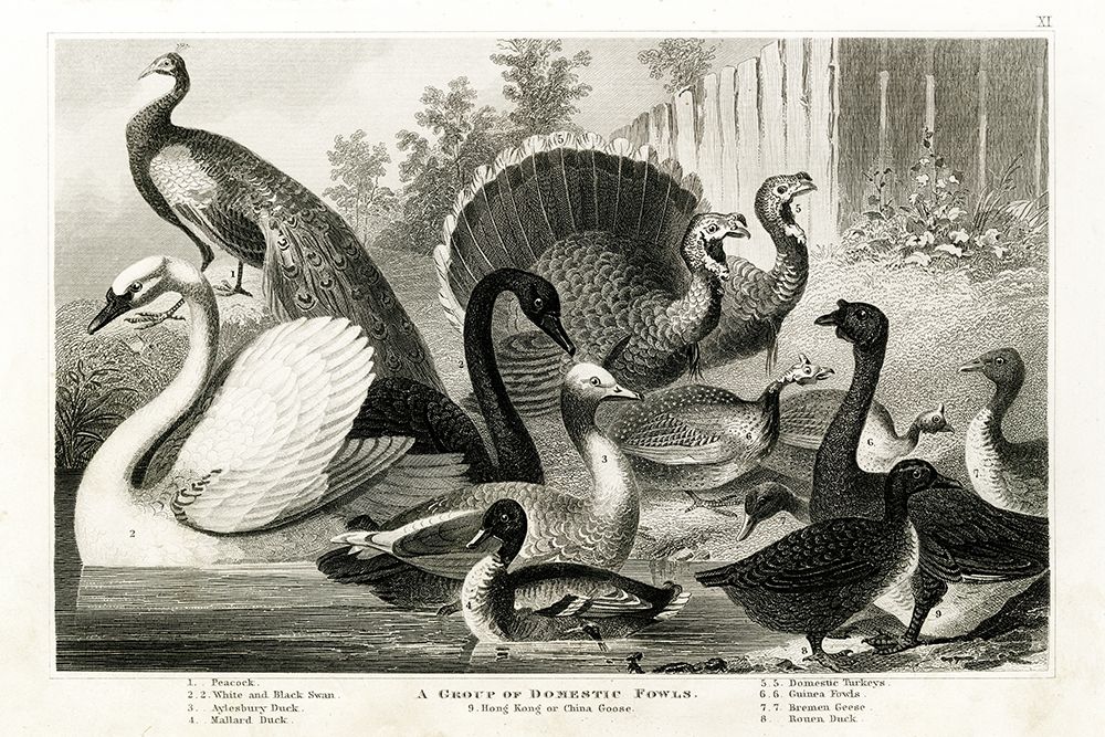 1800s Poultry Chart art print by Gwendolyn Babbitt for $57.95 CAD