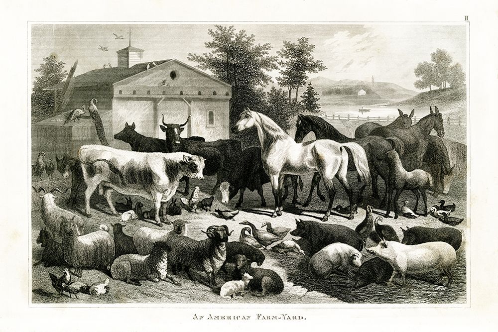 1800s Farm Animal Chart art print by Gwendolyn Babbitt for $57.95 CAD