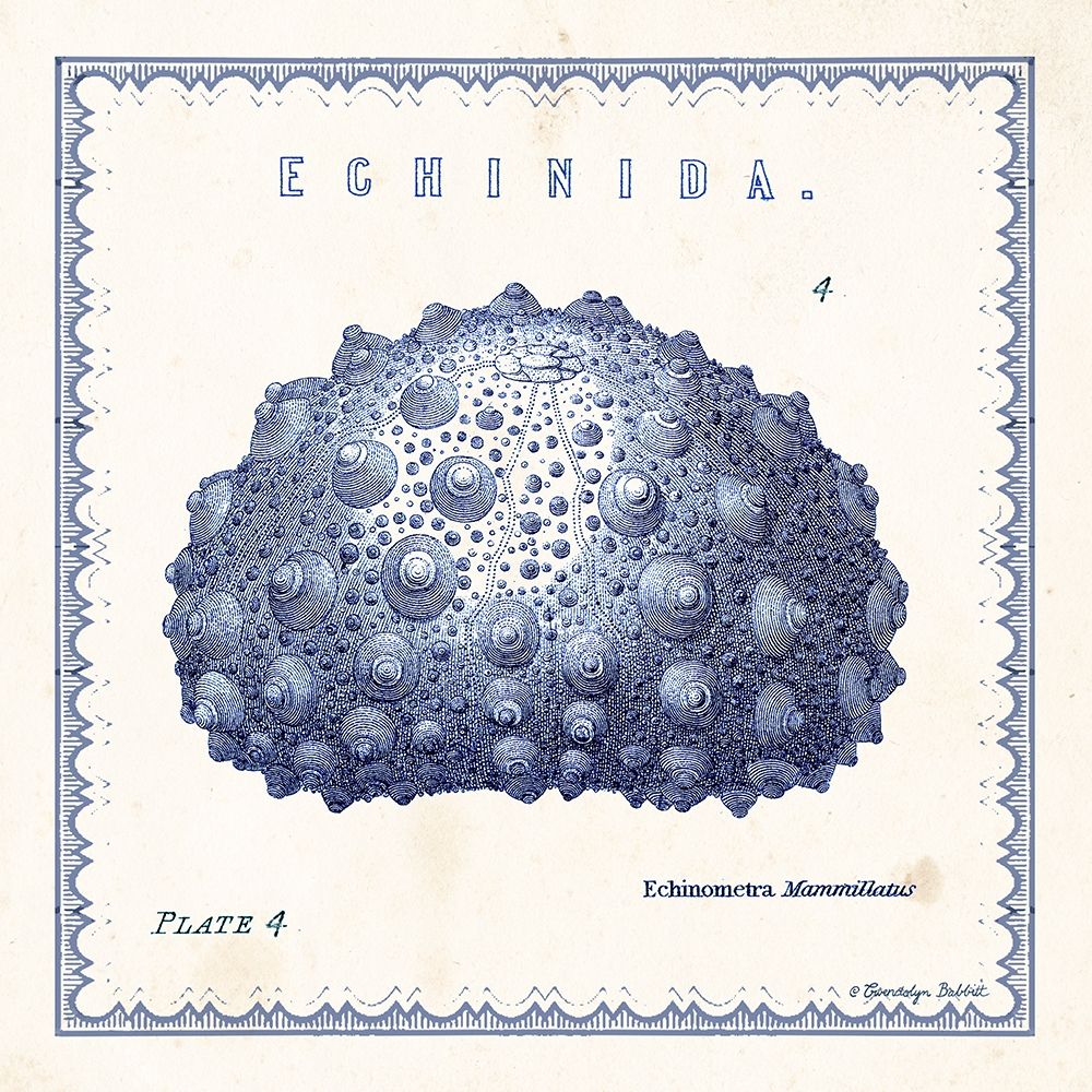 Sea Urchin IV art print by Gwendolyn Babbitt for $57.95 CAD