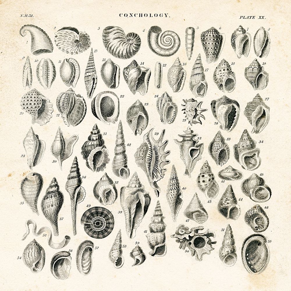 Shell Chart I art print by Gwendolyn Babbitt for $57.95 CAD