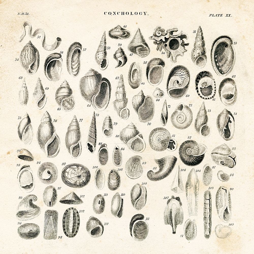 Shell Chart II art print by Gwendolyn Babbitt for $57.95 CAD