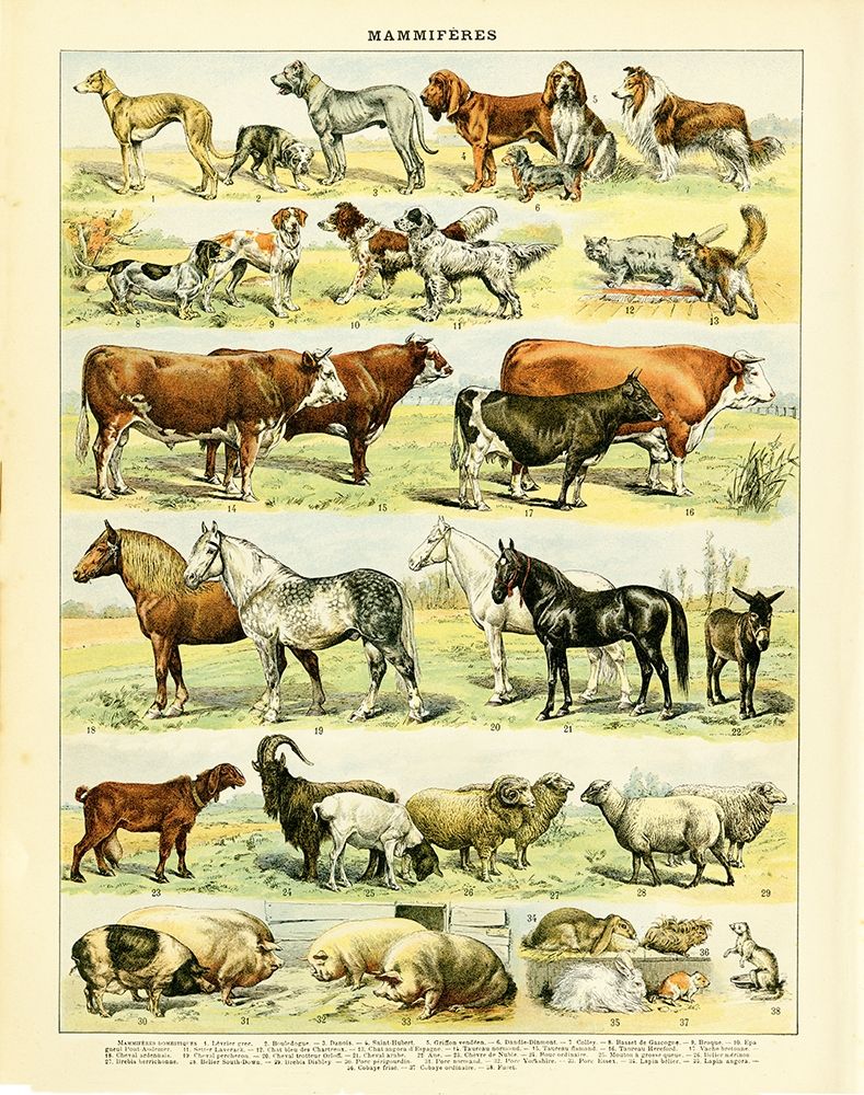 Animal Chart II art print by Gwendolyn Babbitt for $57.95 CAD