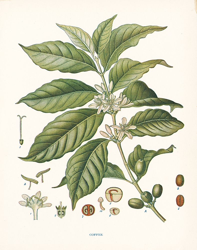 Coffee Botanical art print by Gwendolyn Babbitt for $57.95 CAD