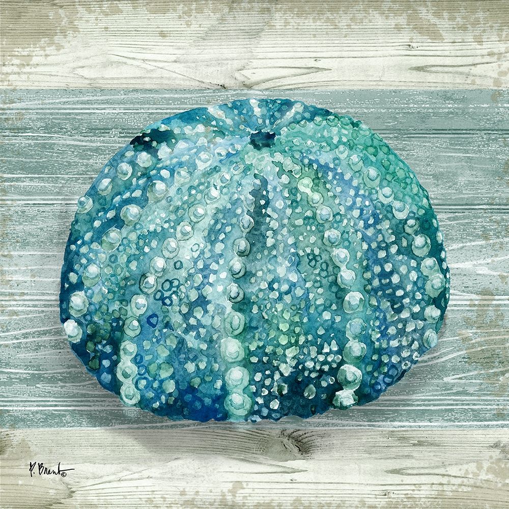 Northpoint Shells I art print by Paul Brent for $57.95 CAD