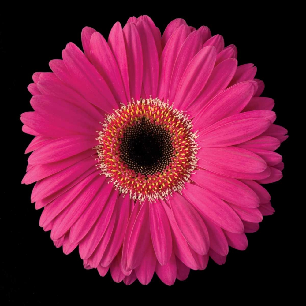 Gerbera Daisy Pink art print by Jim Christensen for $57.95 CAD