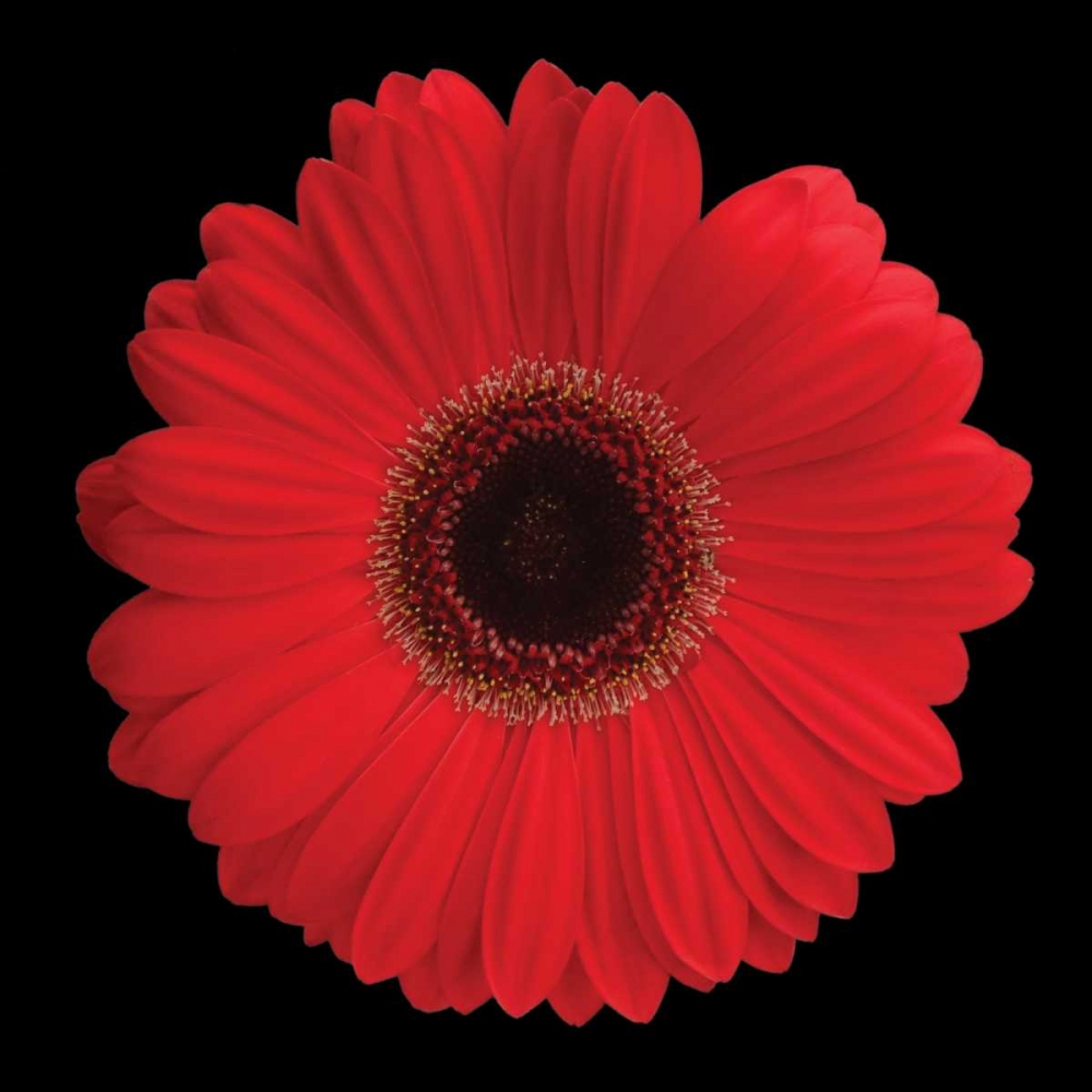 Gerbera Daisy Red art print by Jim Christensen for $57.95 CAD
