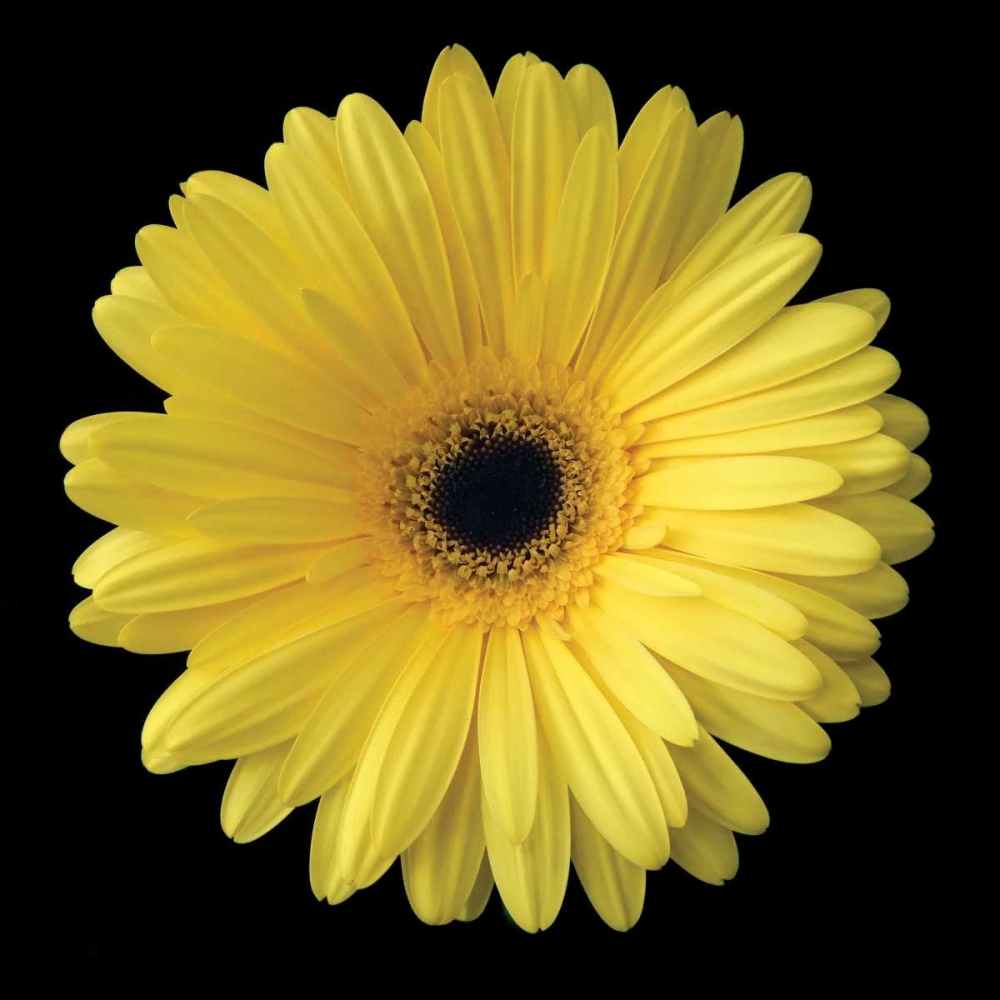 Gerbera Daisy Yellow art print by Jim Christensen for $57.95 CAD