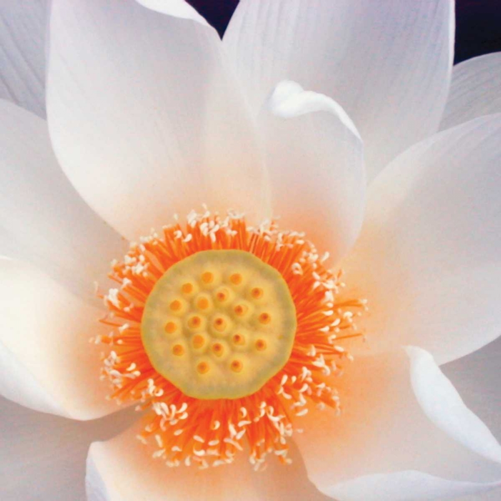 Lotus I art print by Jim Christensen for $57.95 CAD