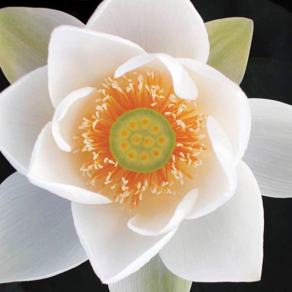 Lotus II art print by Jim Christensen for $57.95 CAD