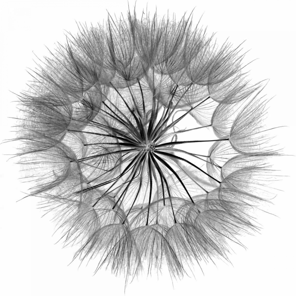 Goats Beard IV art print by Jim Christensen for $57.95 CAD
