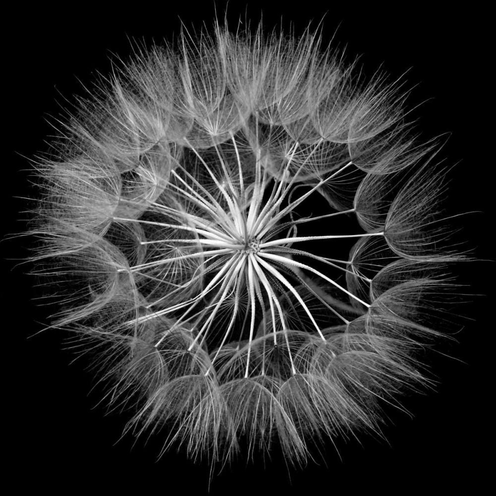 Goats Beard V art print by Jim Christensen for $57.95 CAD