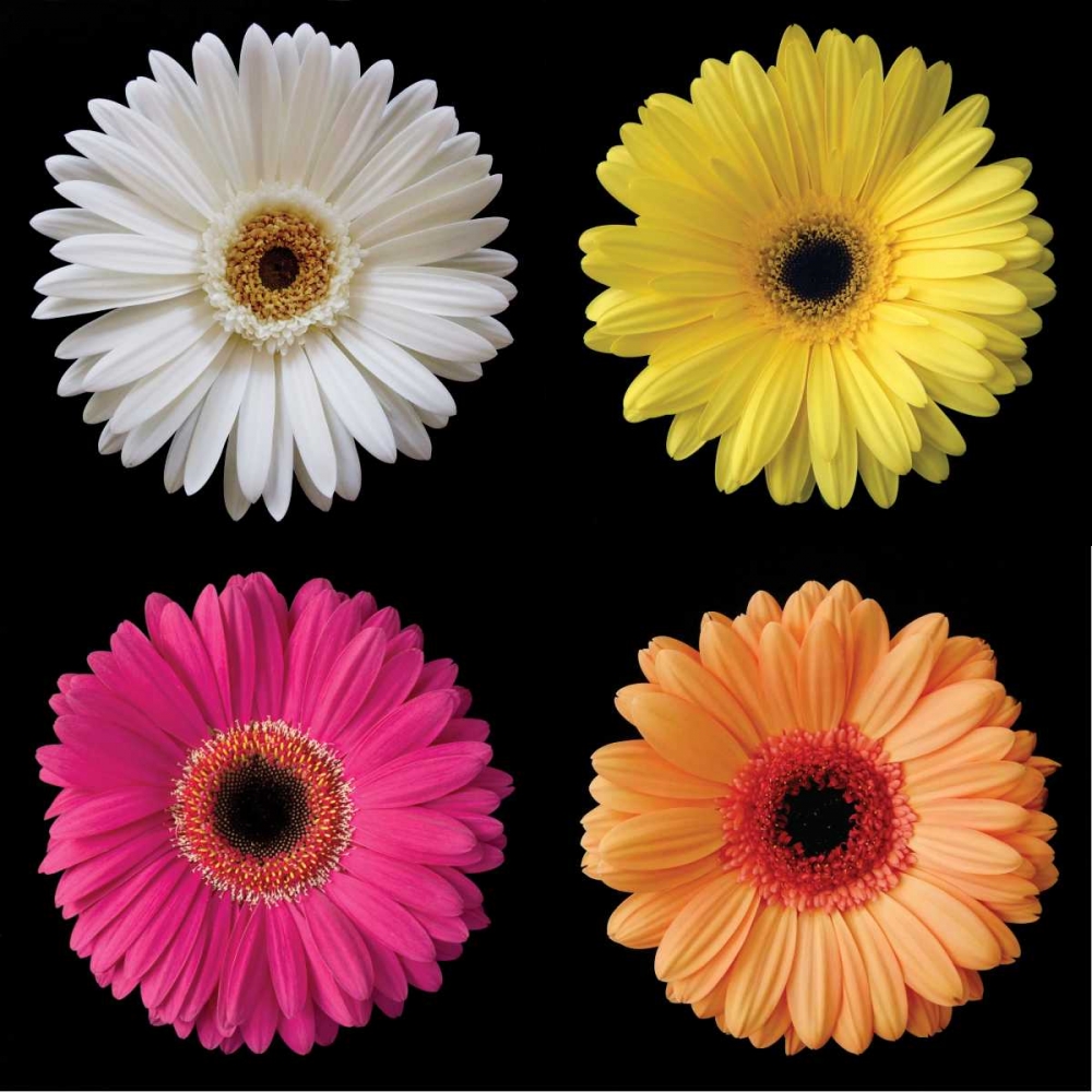 Gerbera Group I art print by Jim Christensen for $57.95 CAD