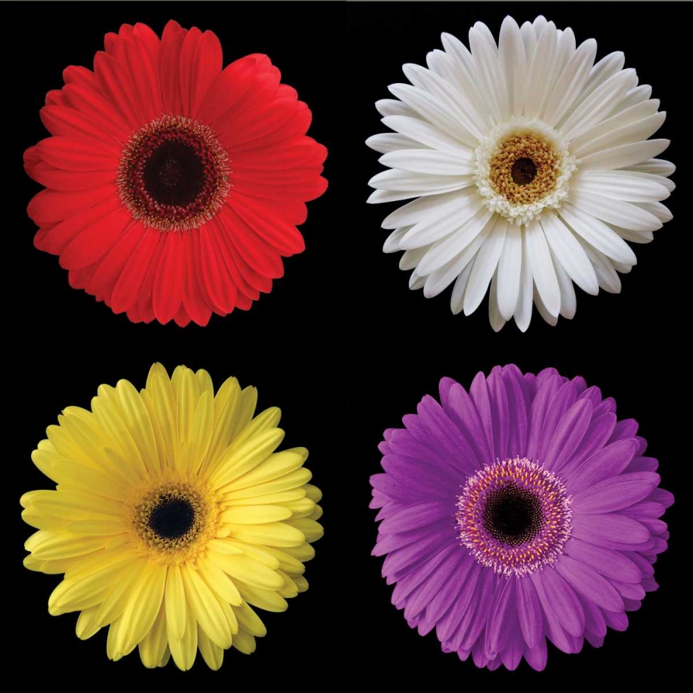 Gerbera Group II art print by Jim Christensen for $57.95 CAD