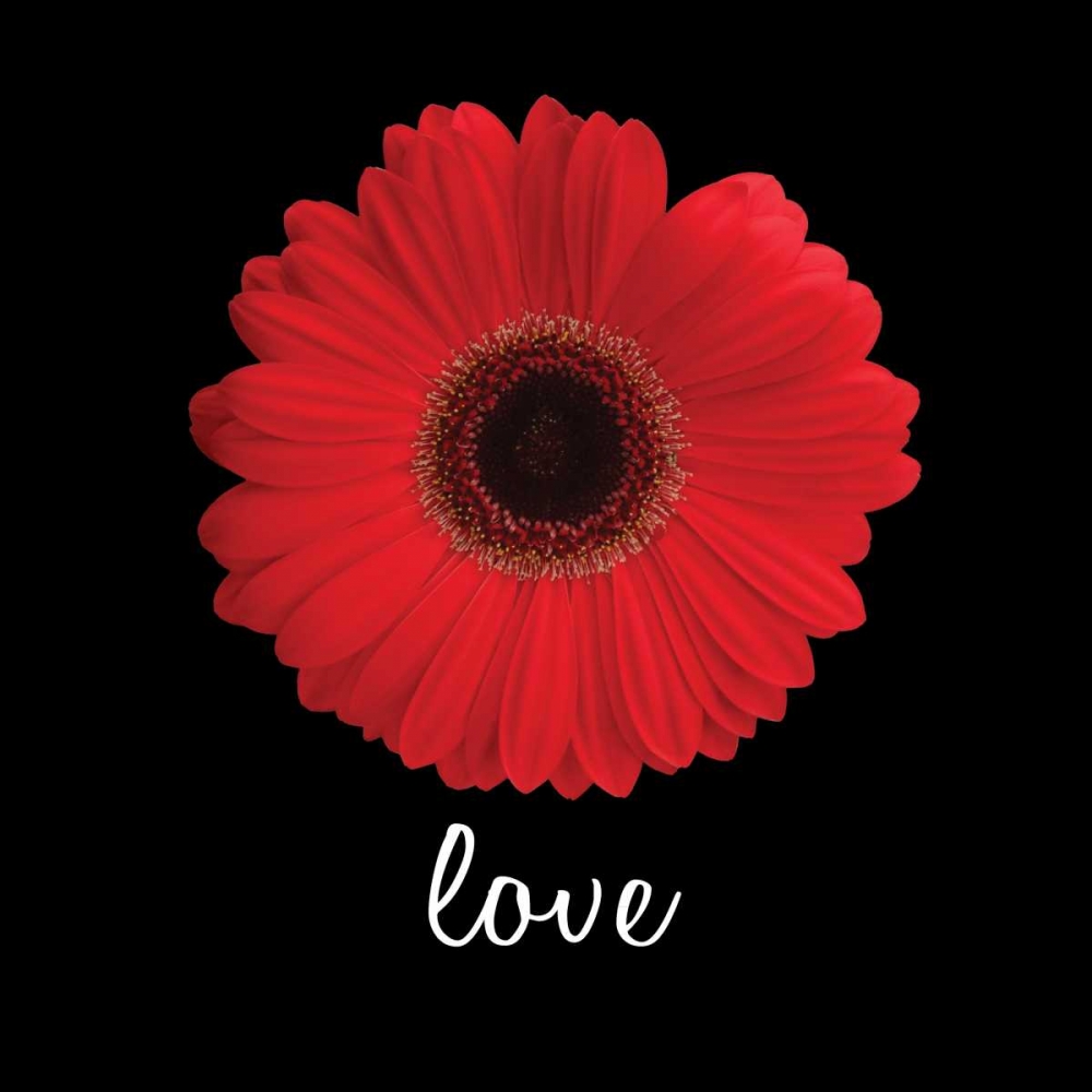 Love Daisy art print by Jim Christensen for $57.95 CAD