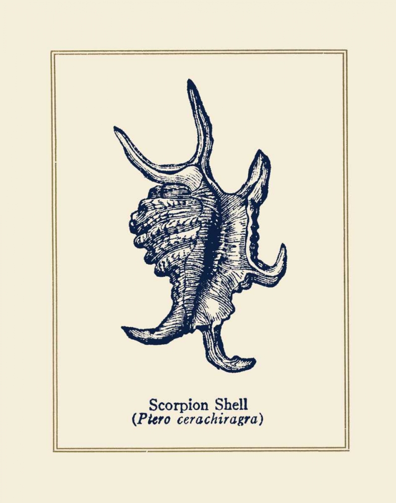 Scorpion Shell art print by Gregory Gorham for $57.95 CAD