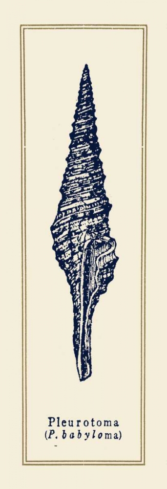 Pleurotoma Shell I art print by Gregory Gorham for $57.95 CAD