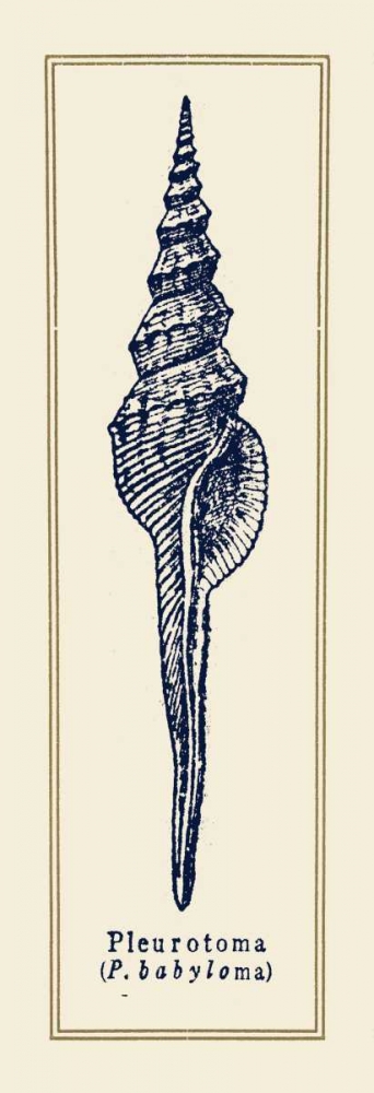 Pleurotoma Shell II art print by Gregory Gorham for $57.95 CAD