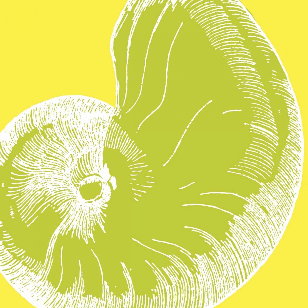 Graphic Shell II art print by N Harbick for $57.95 CAD