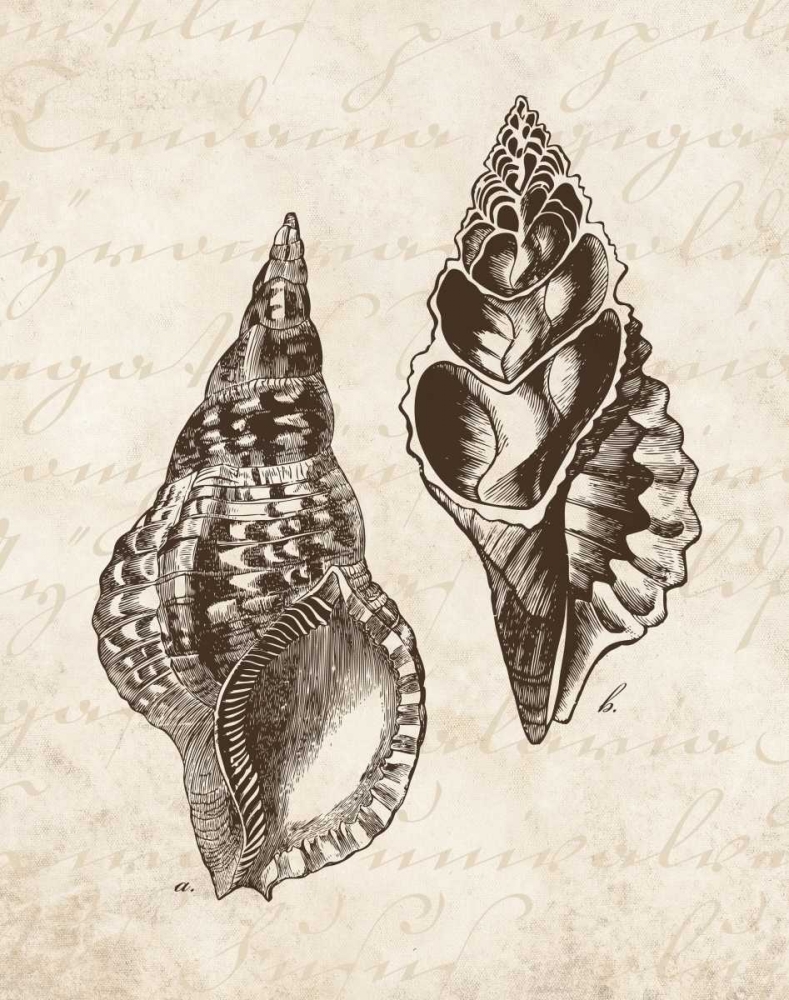 Elegant Shells I - mini art print by N Harbick for $57.95 CAD