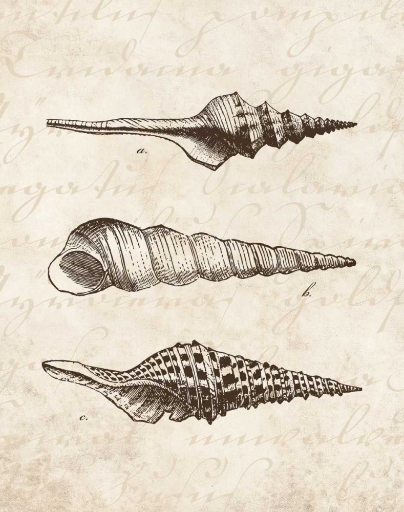Elegant Shells II - mini art print by N Harbick for $57.95 CAD