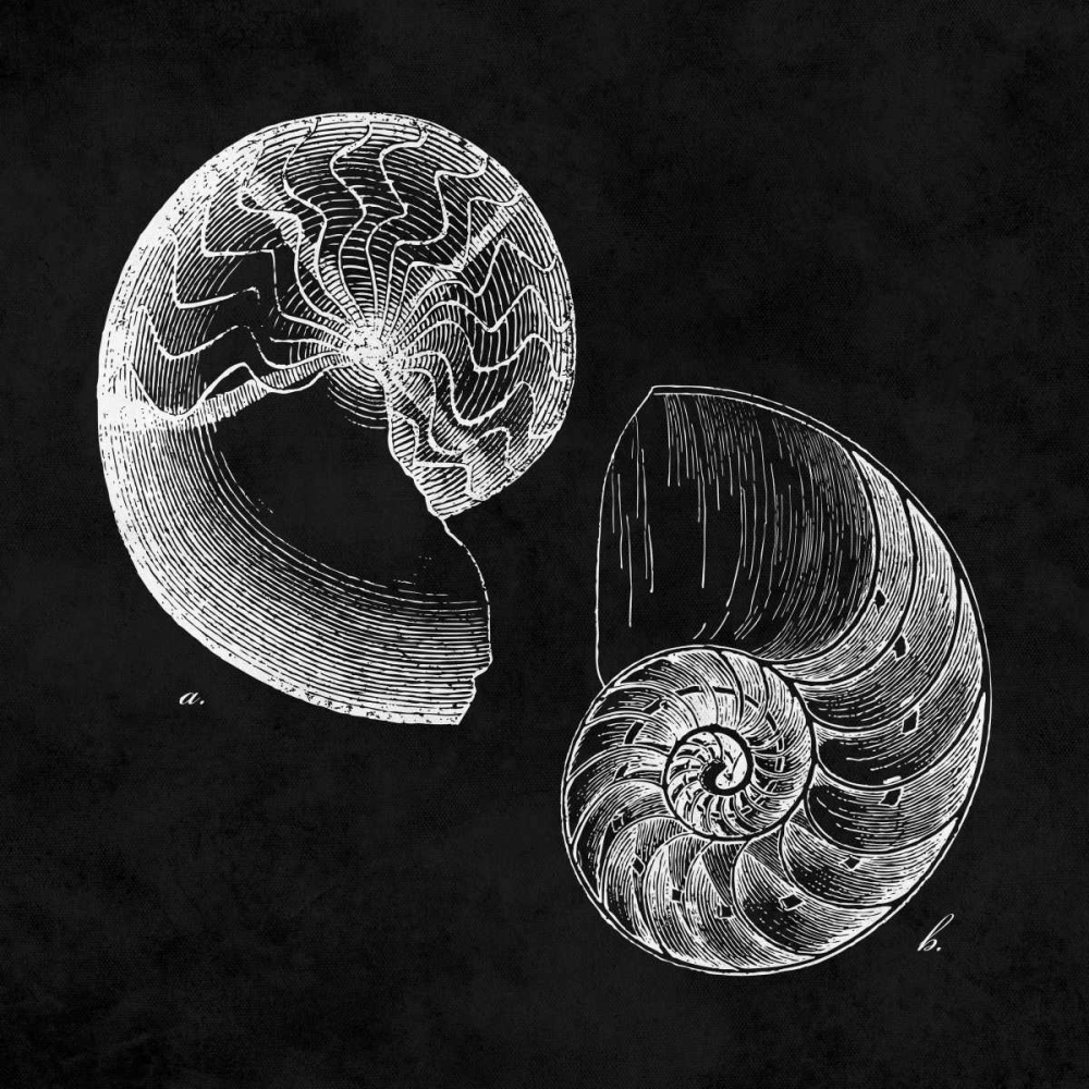 Elegant Negative IV art print by N Harbick for $57.95 CAD