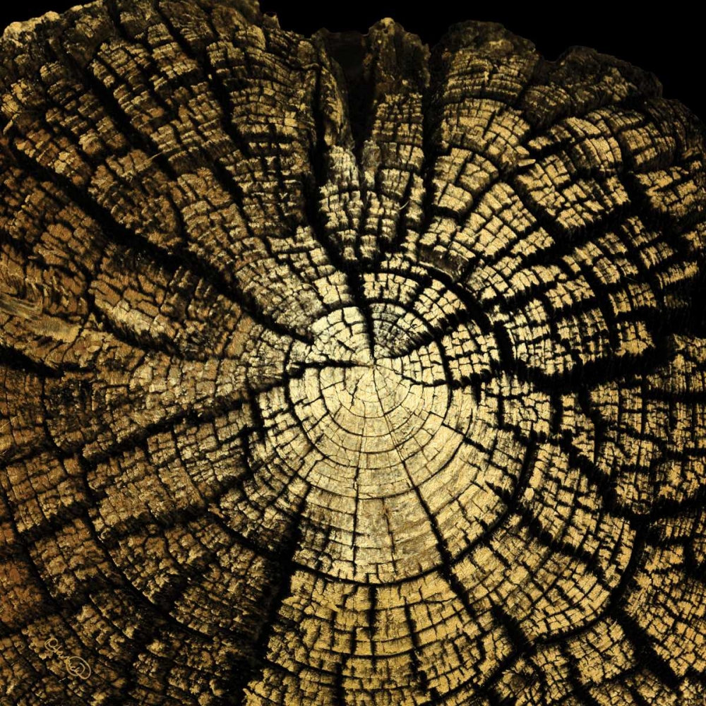 Gold Wood II art print by N Harbick for $57.95 CAD