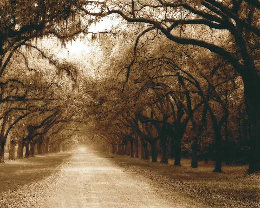 Savannah Oaks I art print by Alan Hausenflock for $57.95 CAD