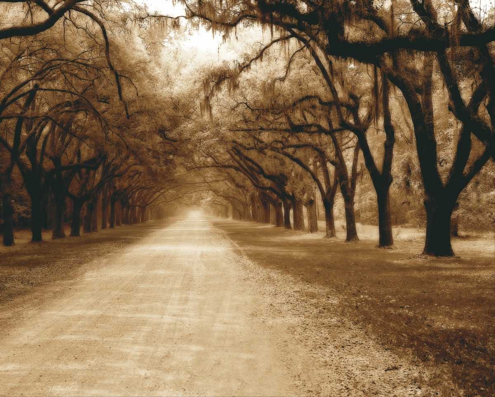 Savannah Oaks II art print by Alan Hausenflock for $57.95 CAD