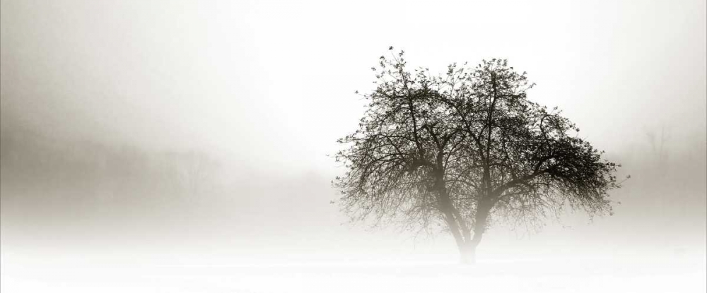 In the Mist I art print by Alan Hausenflock for $57.95 CAD