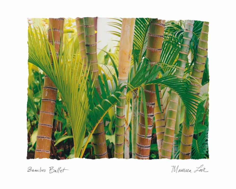 Bamboo Ballet art print by Maureen Love for $57.95 CAD