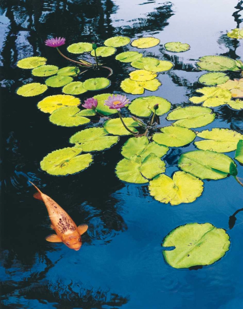 Koi Pond I art print by Maureen Love for $57.95 CAD