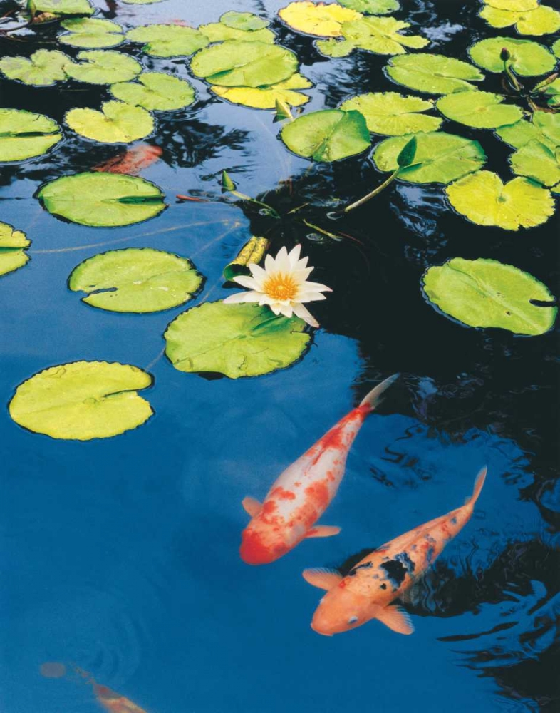 Koi Pond II art print by Maureen Love for $57.95 CAD
