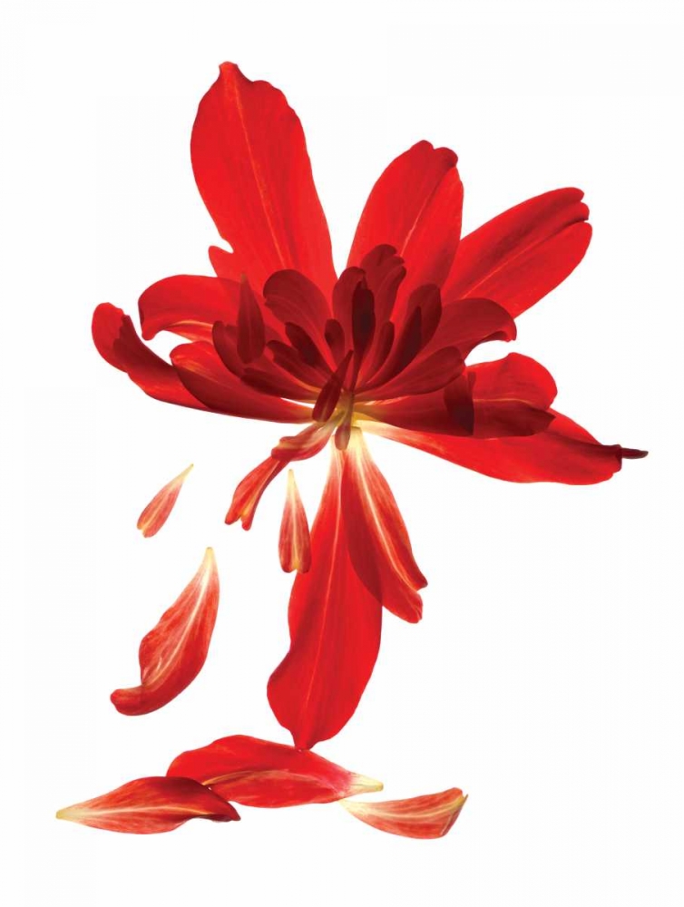 Begonia Array art print by Julia McLemore for $57.95 CAD