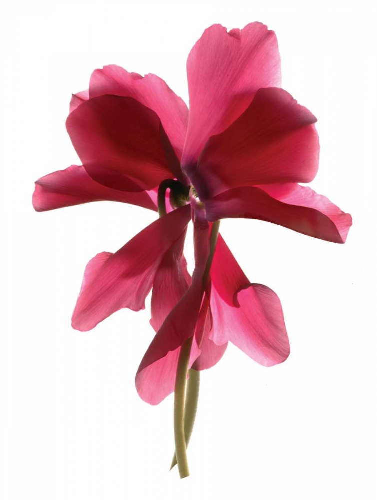 Cyclamen Dance art print by Julia McLemore for $57.95 CAD