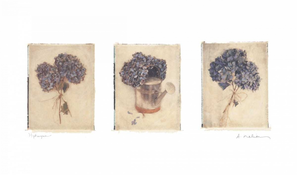 Hydrangeas art print by Amy Melious for $57.95 CAD