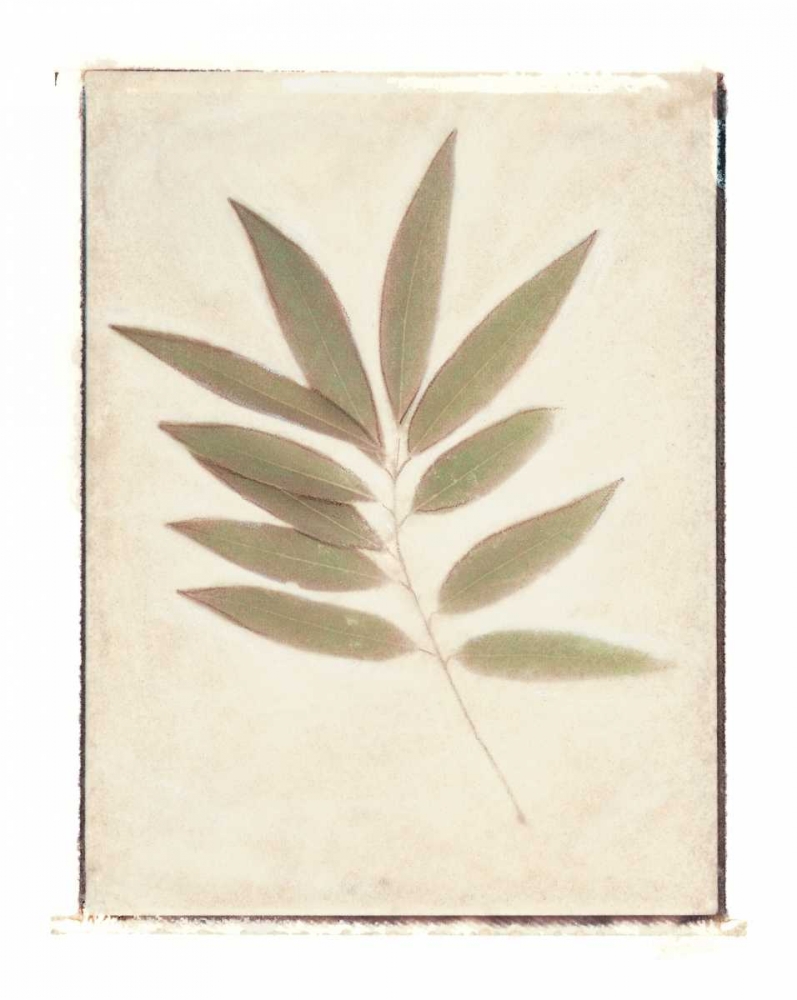 Bay Leaves art print by Amy Melious for $57.95 CAD