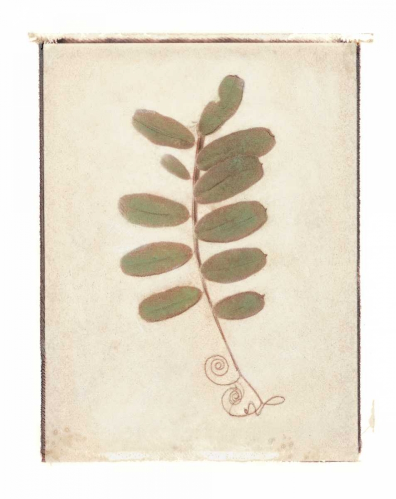 Tendril art print by Amy Melious for $57.95 CAD