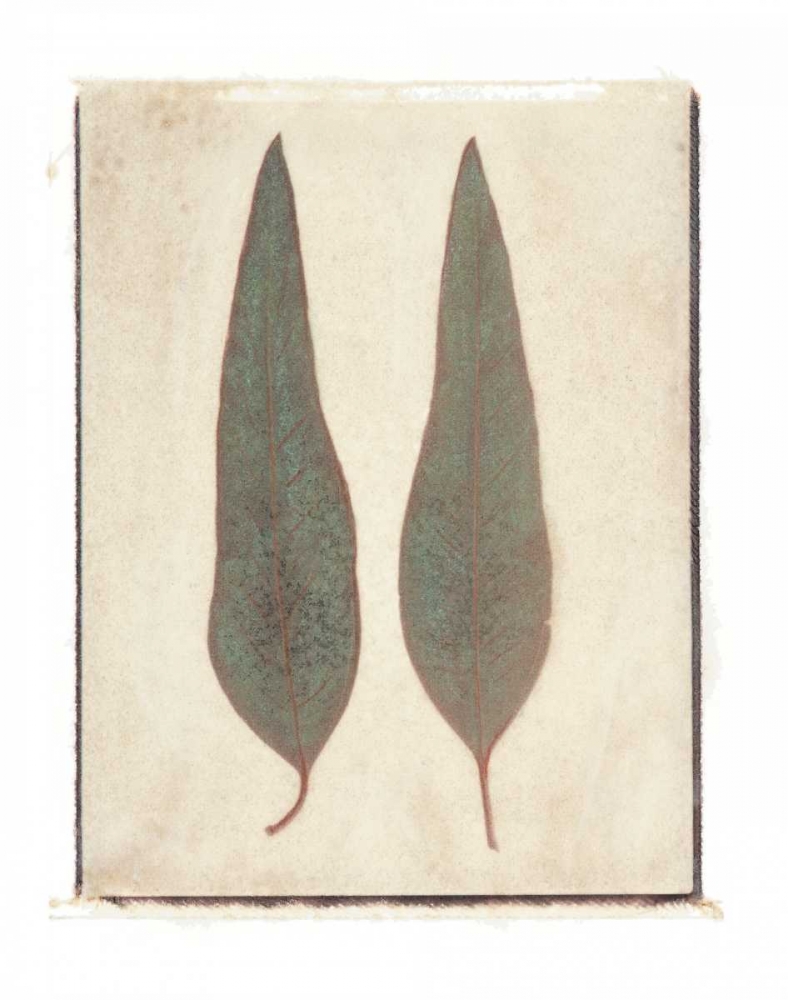 Two Leaves art print by Amy Melious for $57.95 CAD