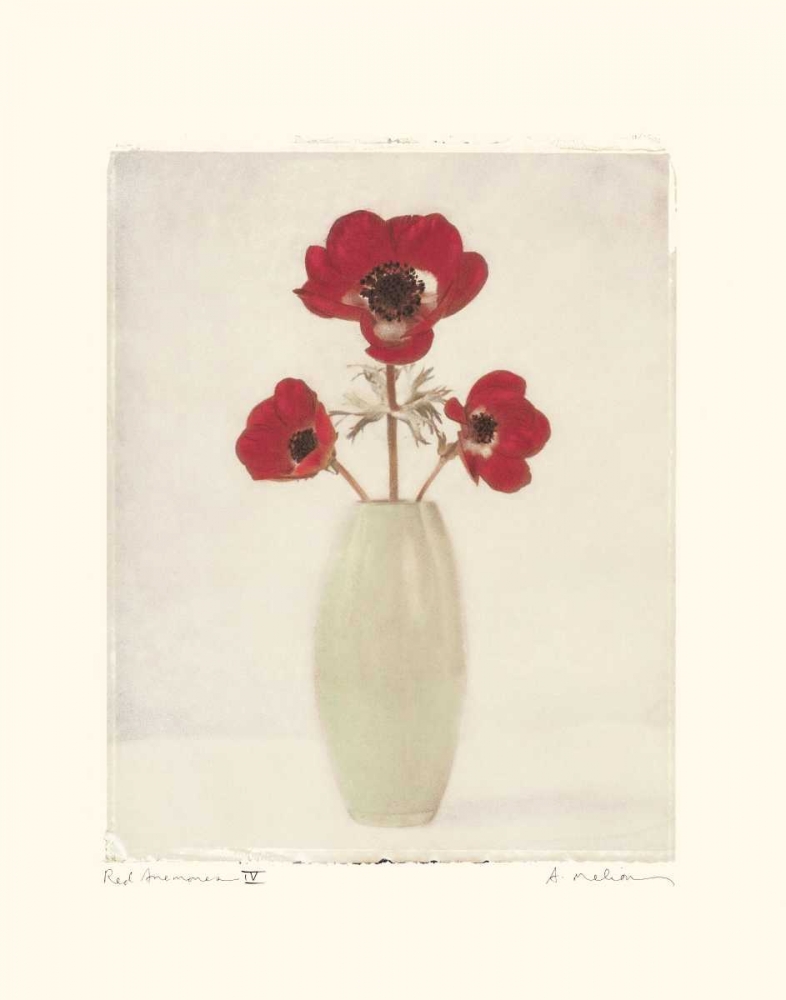 Red Anemones IV art print by Amy Melious for $57.95 CAD