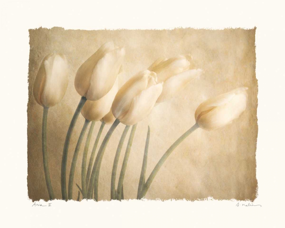 Aria II art print by Amy Melious for $57.95 CAD
