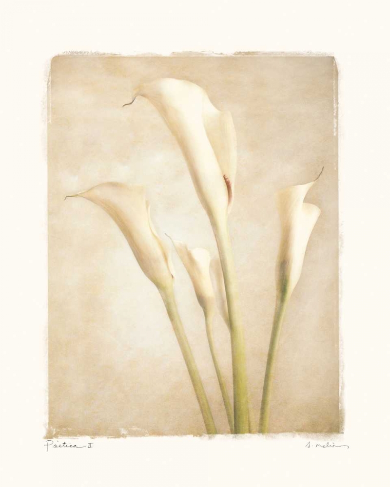 Poetica II art print by Amy Melious for $57.95 CAD