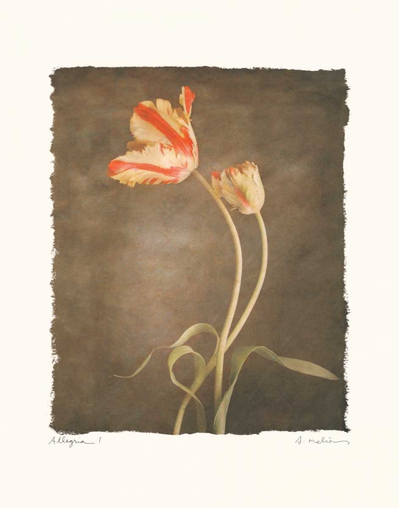 Allegria I art print by Amy Melious for $57.95 CAD