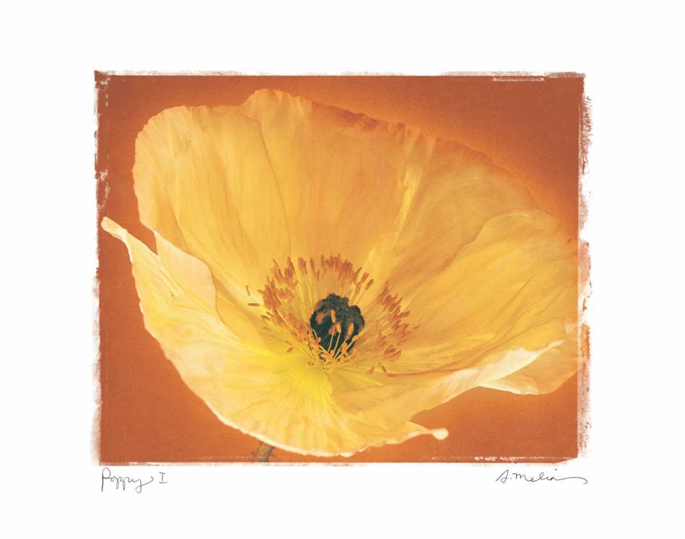 Poppy I art print by Amy Melious for $57.95 CAD